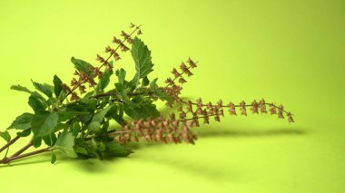 Yeşil arka plandaki siyah susam bitkilerinin yakınlaştırılması 