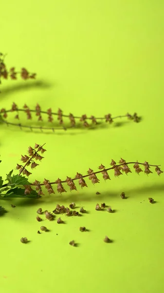 Fechar Plantas Gergelim Preto Fundo Verde — Fotografia de Stock