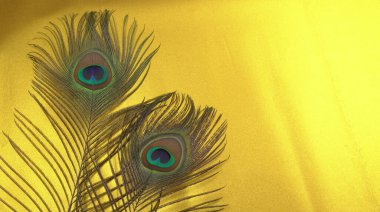 Sarı arka planda güzel tavus kuşu tüyleri, yakın çekim