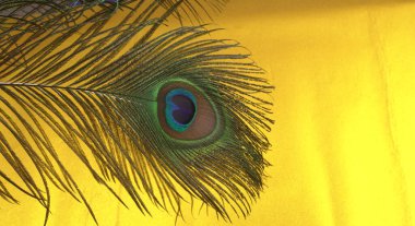 Sarı arkaplanda güzel tavus kuşu tüyü, yakın çekim