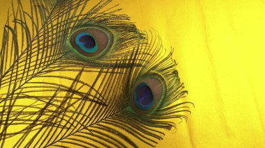Sarı arka planda güzel tavus kuşu tüyleri, yakın çekim