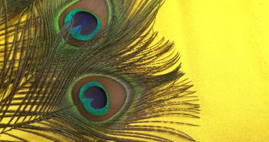Sarı arka planda güzel tavus kuşu tüyleri, yakın çekim