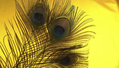 Sarı arka planda güzel tavus kuşu tüyleri, yakın çekim