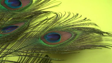 Yeşil arka planda güzel tavus kuşu tüyleri, yakın çekim