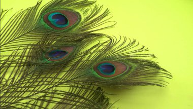 Yeşil arka planda güzel tavus kuşu tüyleri, yakın çekim