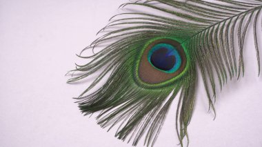 Güzel tavus kuşu tüyü beyaz arkaplanda izole edilmiş, yakın çekim