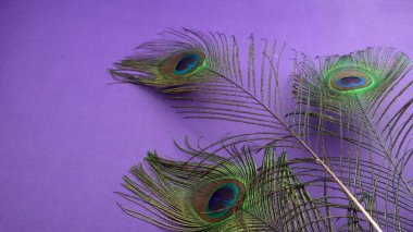 Mor arkaplanda güzel tavus kuşu tüyleri, yakın çekim