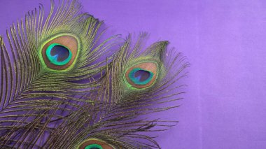 Mor arkaplanda güzel tavus kuşu tüyleri, yakın çekim