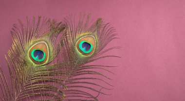 Pembe arka planda güzel tavus kuşu tüyleri, yakın çekim