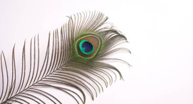 Güzel tavus kuşu tüyü beyaz arkaplanda izole edilmiş, yakın çekim