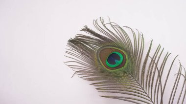 Güzel tavus kuşu tüyü beyaz arkaplanda izole edilmiş, yakın çekim