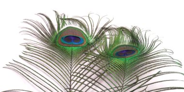 Beyaz arka planda izole edilmiş güzel tavus kuşu tüyleri, yakın çekim