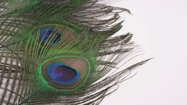 Beyaz arka planda izole edilmiş güzel tavus kuşu tüyleri, yakın çekim