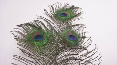 Beyaz arka planda izole edilmiş güzel tavus kuşu tüyleri, yakın çekim