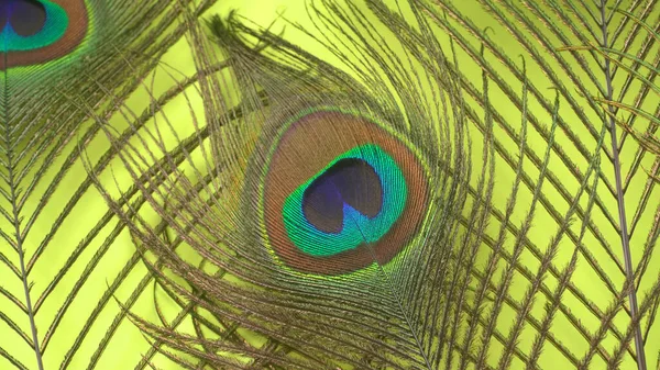 漂亮的孔雀羽毛 绿色背景 特写镜头 — 图库照片