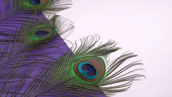 紫色背景上美丽的孔雀羽毛 特写镜头 — 图库照片