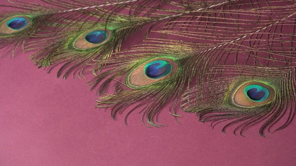 粉色背景上美丽的孔雀羽毛 特写镜头 — 图库照片