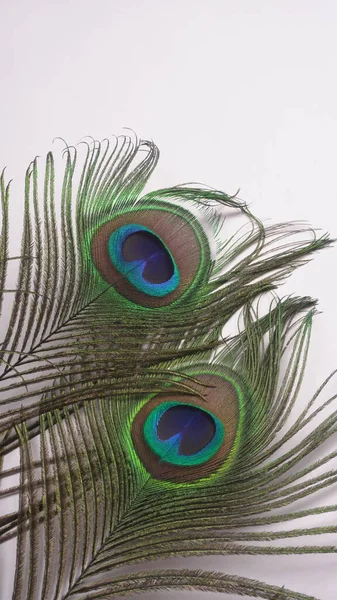 白い背景に隔離された美しい孔雀の羽 クローズアップショット — ストック写真