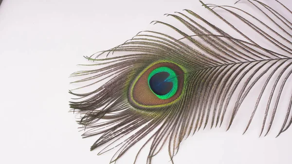 Güzel tavus kuşu tüyü beyaz arkaplanda izole edilmiş, yakın çekim