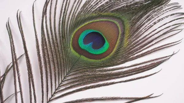 Güzel Tavus Kuşu Tüyü Beyaz Arkaplanda Izole Edilmiş Yakın Çekim — Stok fotoğraf