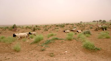 Çayırda otlayan koyunlar 