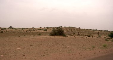 Gündüz vakti çölde yeşil bitkiler 