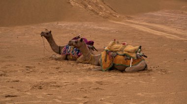 Gündüz vakti çölde develer 
