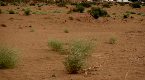 Plantas Verdes Deserto Durante Dia — Fotografia de Stock