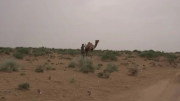 Indien August 2019 Indischer Mann Mit Kamel Läuft Tagsüber Der — Stockfoto