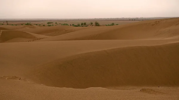 Piante Verdi Nel Deserto Durante Giorno — Foto Stock