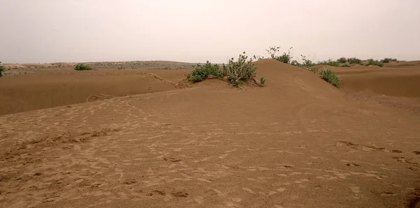 Plantas Verdes Deserto Durante Dia — Fotografia de Stock