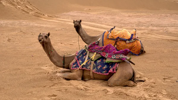 Верблюды Пустыне Днем — стоковое фото