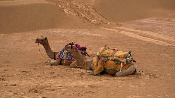 Cammelli Nel Deserto Durante Giorno — Foto Stock