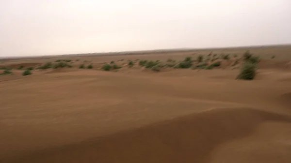 Green Plants Desert Daytime — Stock Photo, Image