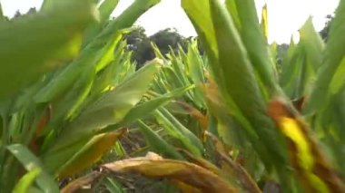 Gündüzleri çiftlikte yeşil yapraklı küçük palmiye ağaçları. 