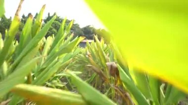 Gündüzleri çiftlikte yeşil yapraklı küçük palmiye ağaçları. 