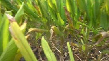 INDIA - CIRCA 2019: Geleneksel giysiler içinde orta yaşlı kadın, gün içinde çiftlikte yeşil yapraklı küçük palmiye ağaçları arasında yürüyor 