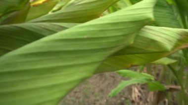 Gündüzleri çiftlikte yeşil yapraklı küçük palmiye ağaçları. 