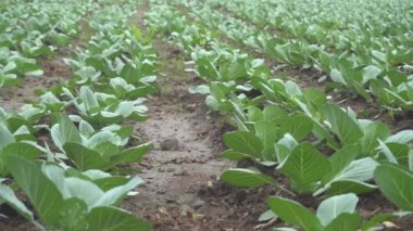 Gündüz sebze çiftliğinde yeşil yapraklı küçük bitkiler 