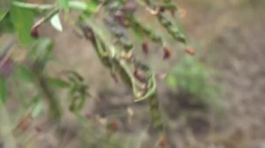 Kadın bitkiye tohum ile dokunuyor, yakın çekim görüntüsü