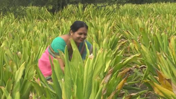 India Circa 2019 Mujer Mediana Edad Ropa Tradicional Caminando Entre — Vídeo de stock