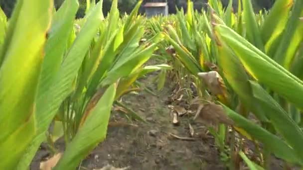 Filas Pequeñas Palmeras Con Hojas Verdes Granja Durante Día — Vídeos de Stock