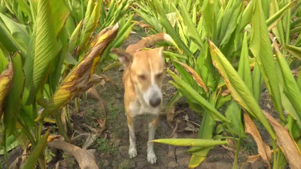 Söt Hund Står Rader Små Palmer Med Gröna Blad Gården — Stockvideo