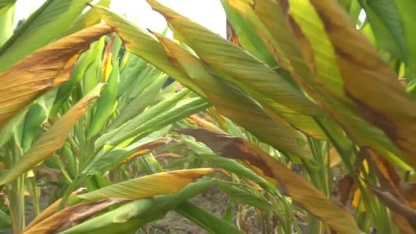 Rijen Kleine Palmbomen Met Groene Bladeren Boerderij Overdag — Stockvideo