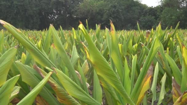 大白天农场上一排排绿叶的小棕榈树 — 图库视频影像