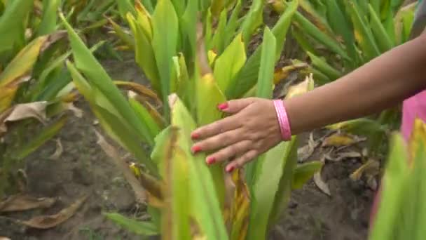 Índia Circa 2019 Mulher Meia Idade Roupas Tradicionais Andando Entre — Vídeo de Stock