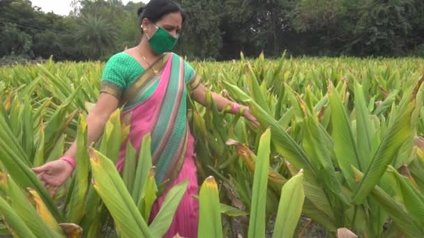 India Circa 2019 Hagyományos Ruhás Középkorú Aki Napközben Zöld Levelű — Stock videók