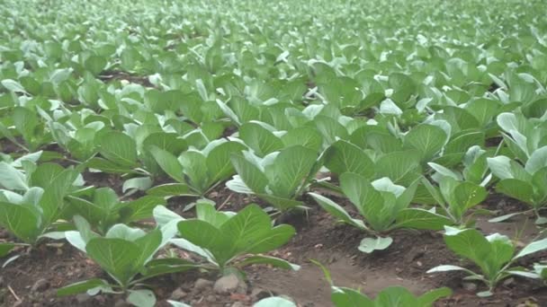 Gündüz Sebze Çiftliğinde Yeşil Yapraklı Küçük Bitkiler — Stok video