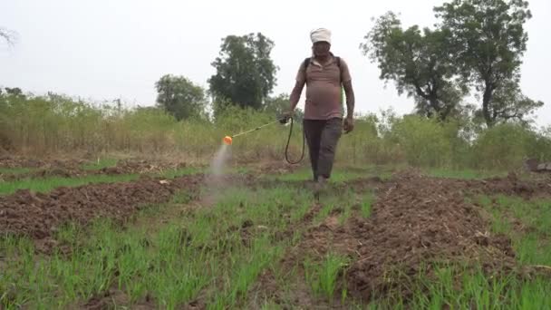 India Circa 2019 昼間の農場でインドの農家の噴霧植物 — ストック動画