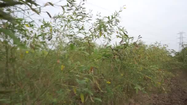 白天农场上长着绿豆的小树 — 图库视频影像